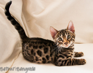 Bengal